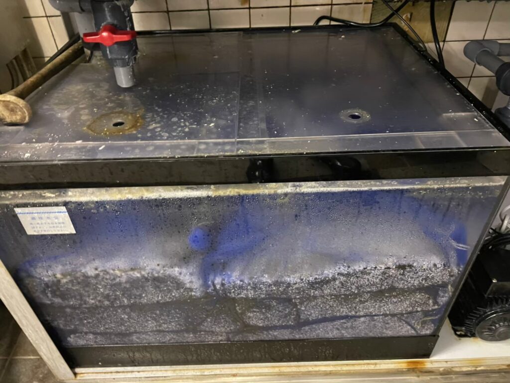 千葉県 活魚水槽 メンテナンス4.jpg
