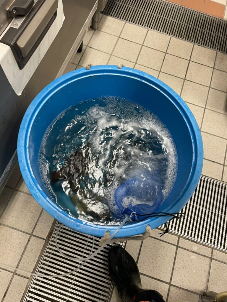 東京都 ホテル厨房 活魚水槽 メンテナンス2.jpg