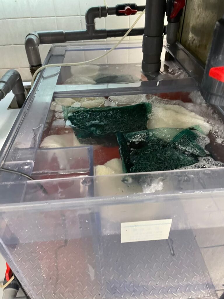 東京都 ホテル厨房 活魚水槽 メンテナンス6.jpg