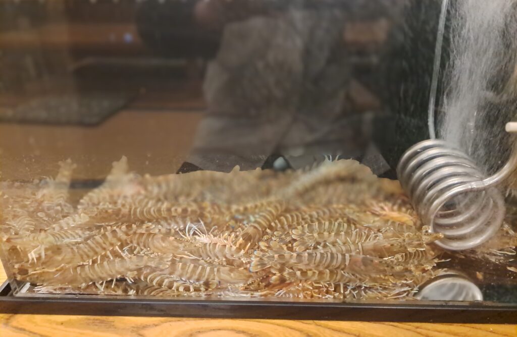 栃木県 潮えび蔵くん 活魚水槽 新規導入6.jpg