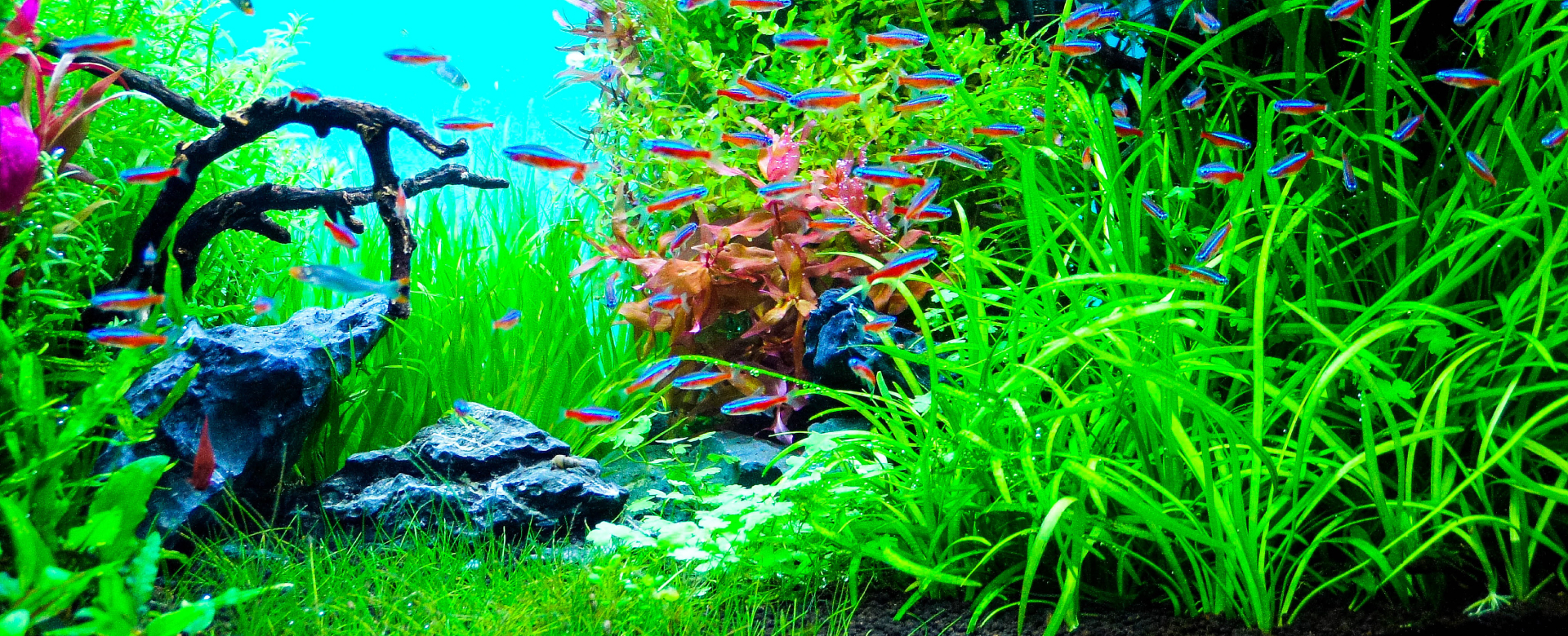 nano LEVIL WHITE
