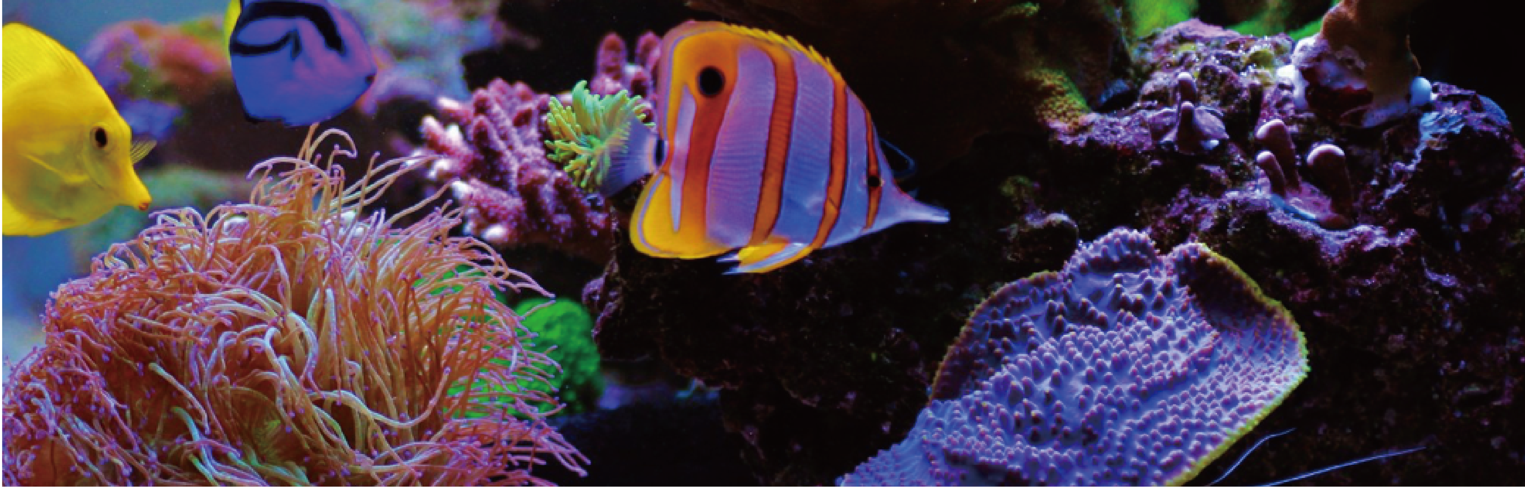 AQUARIUM