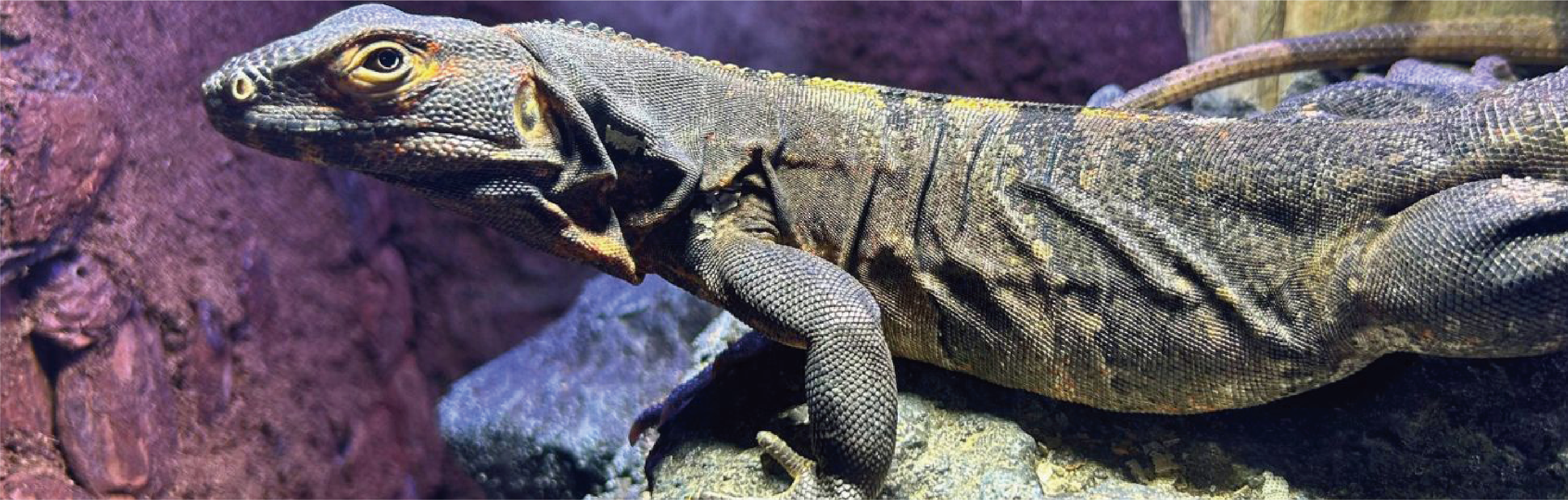 REPTILES