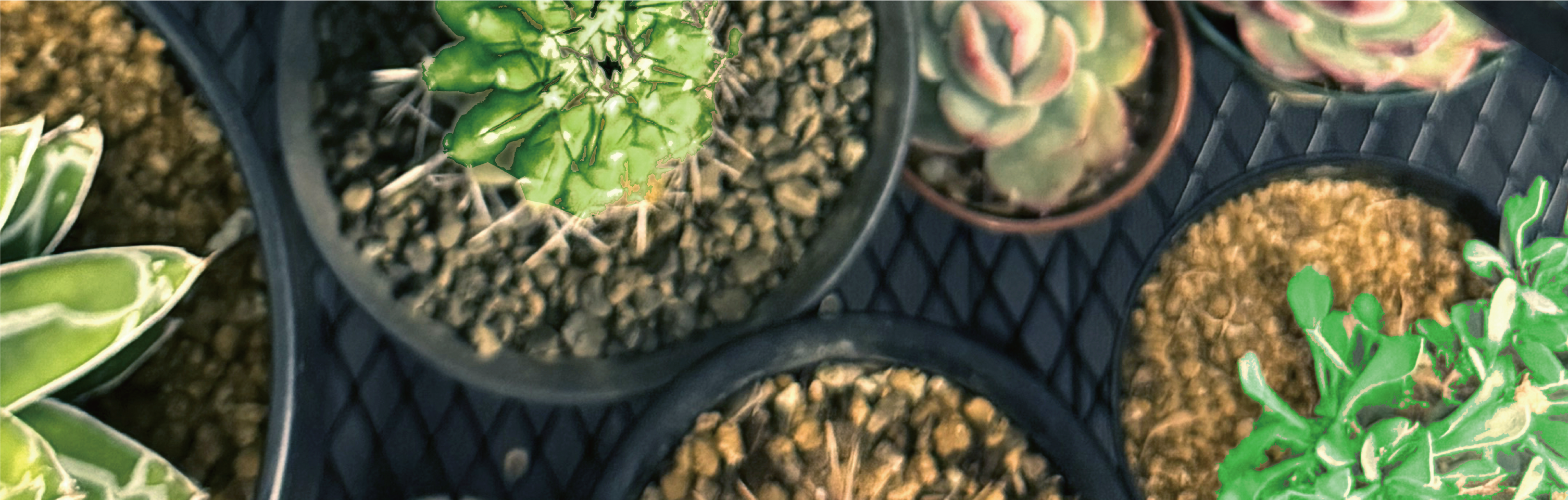 PLANTS