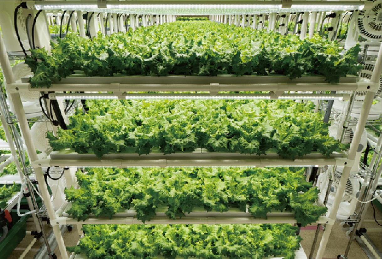 室内栽培水耕栽培ココ土耕 B-52 室内栽培水耕栽培ココ土耕 B-52 水耕栽培キットならiDoo