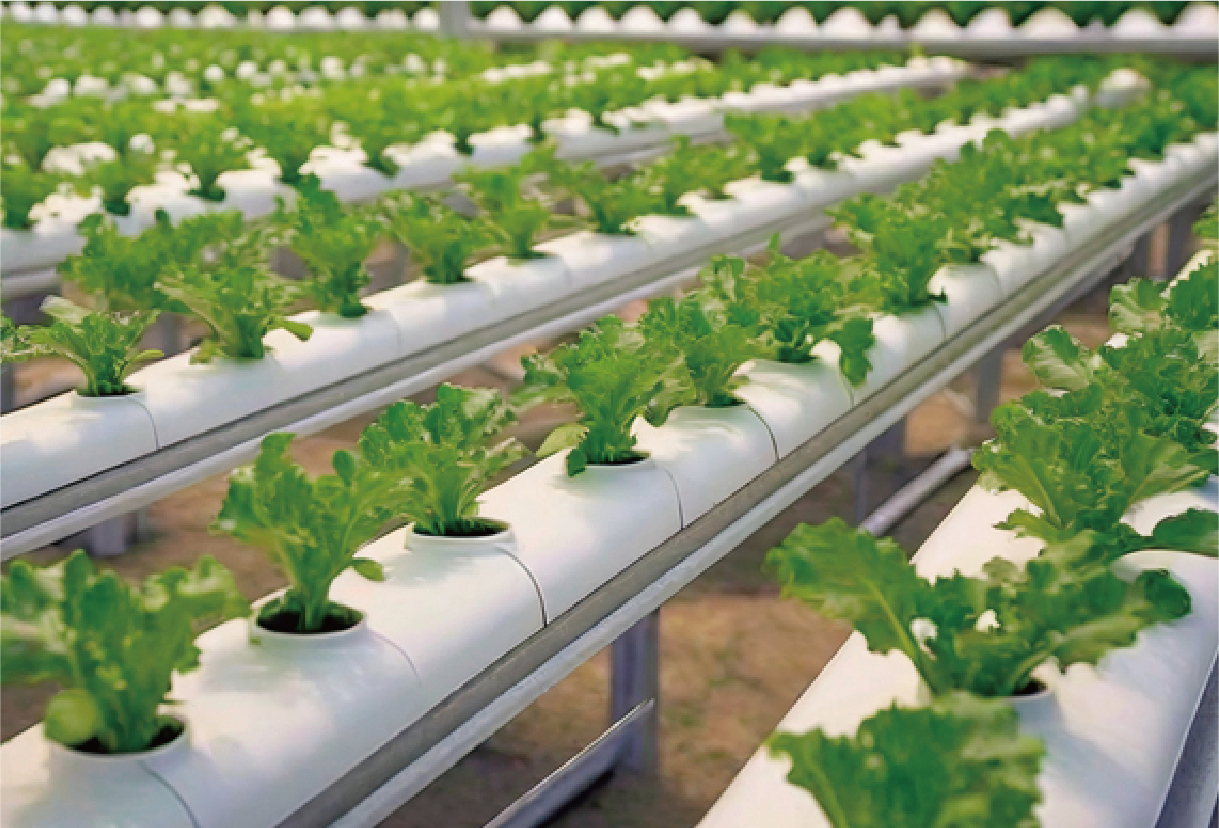 水耕栽培｜ゼンスイ株式会社