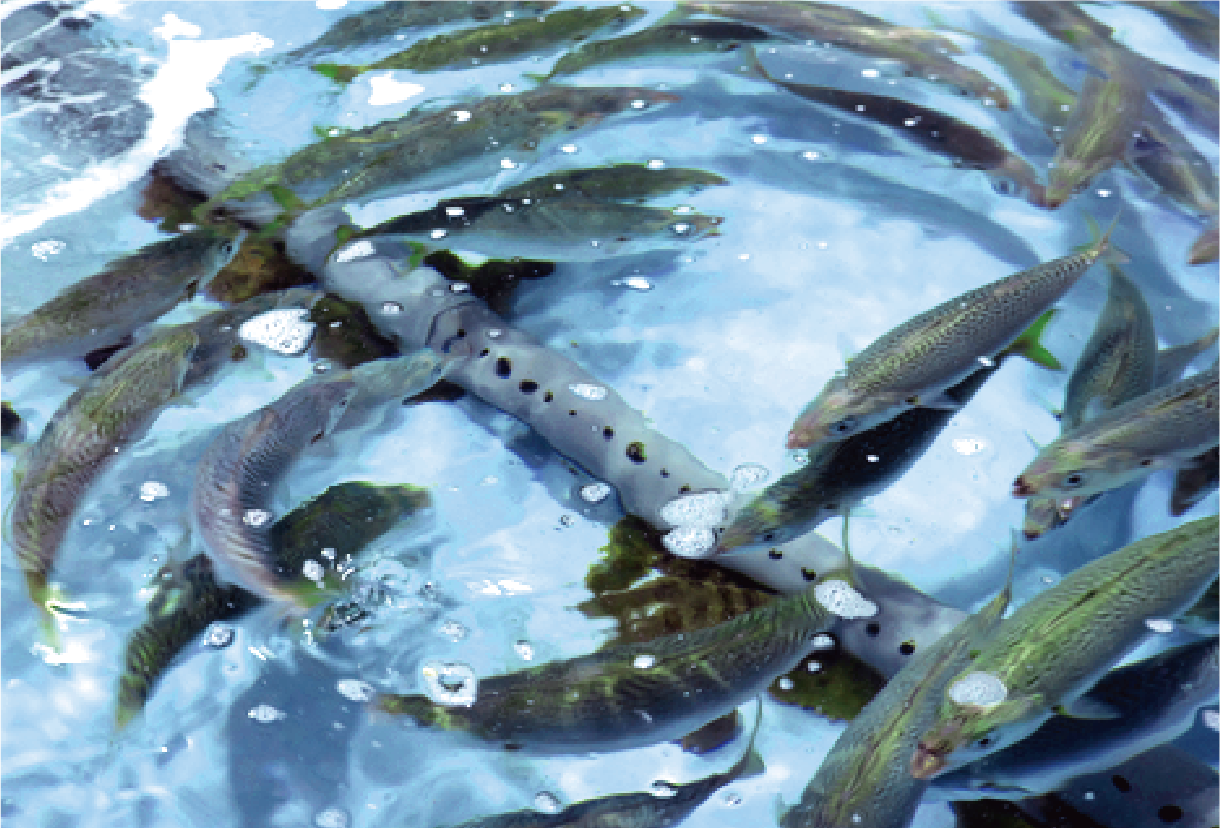 活魚水槽