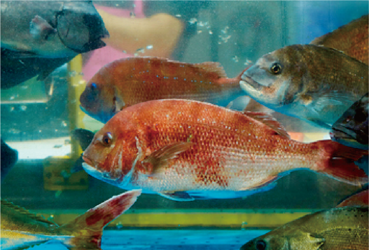 活魚水槽