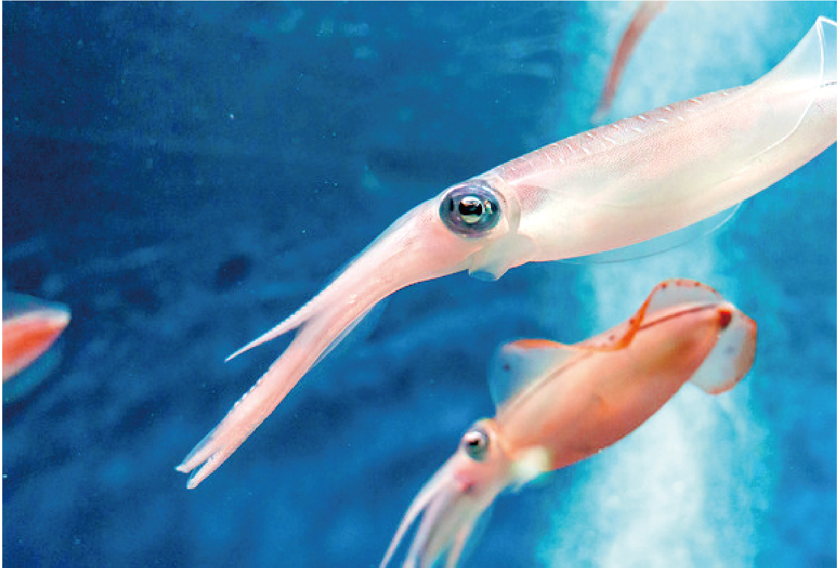 活魚水槽