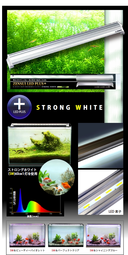 STRONG WHITE
