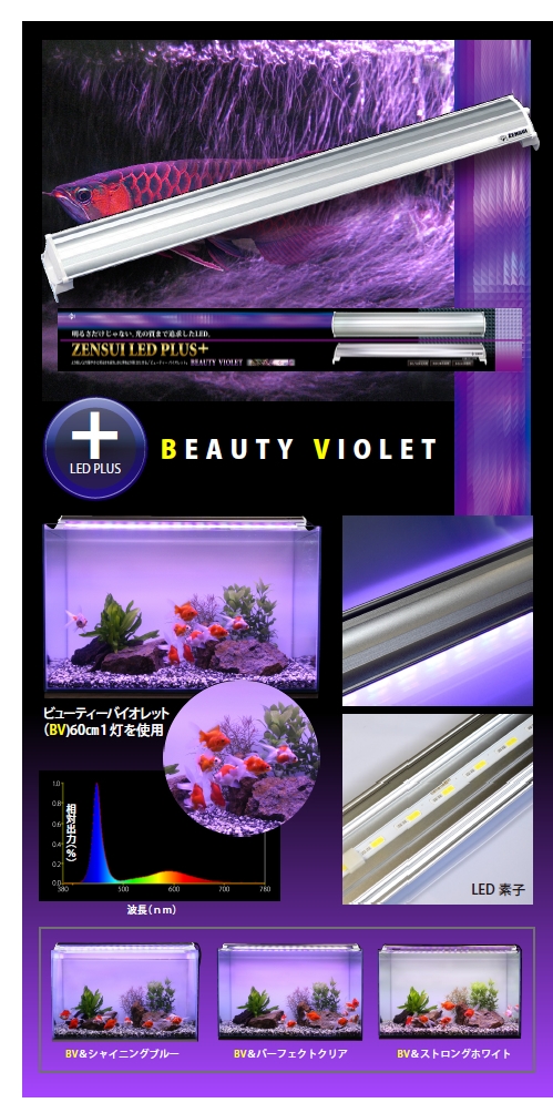 BEAUTY VIOLET