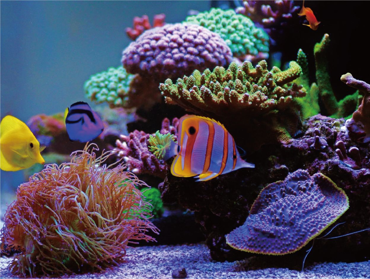 AQUARIUM