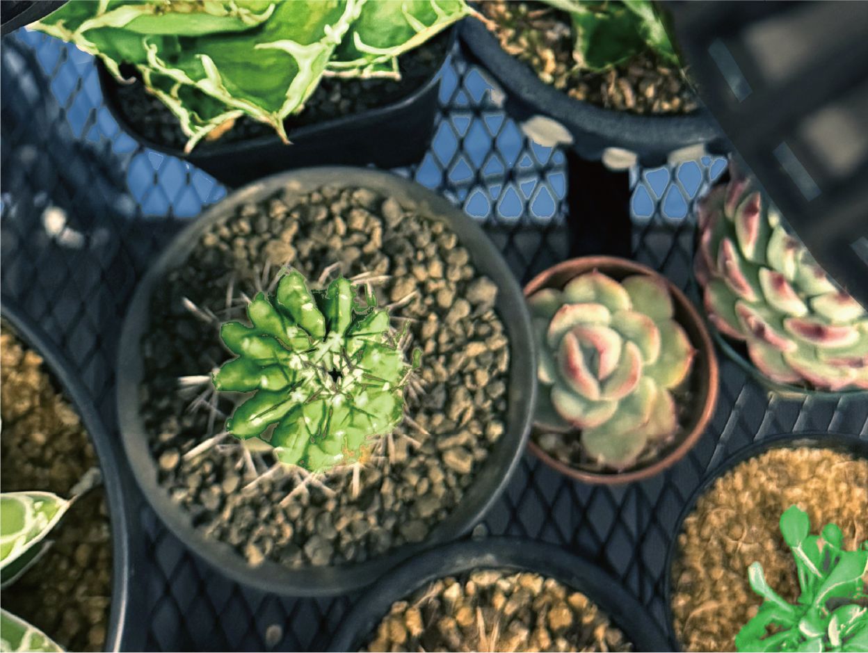 PLANTS