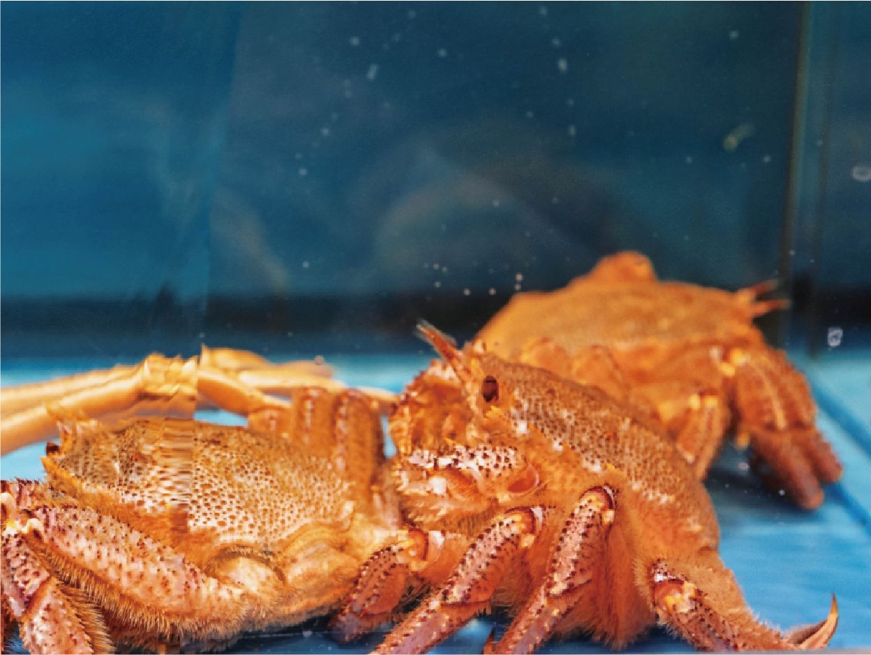 活魚