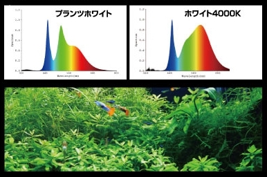 水草育成向きの波長