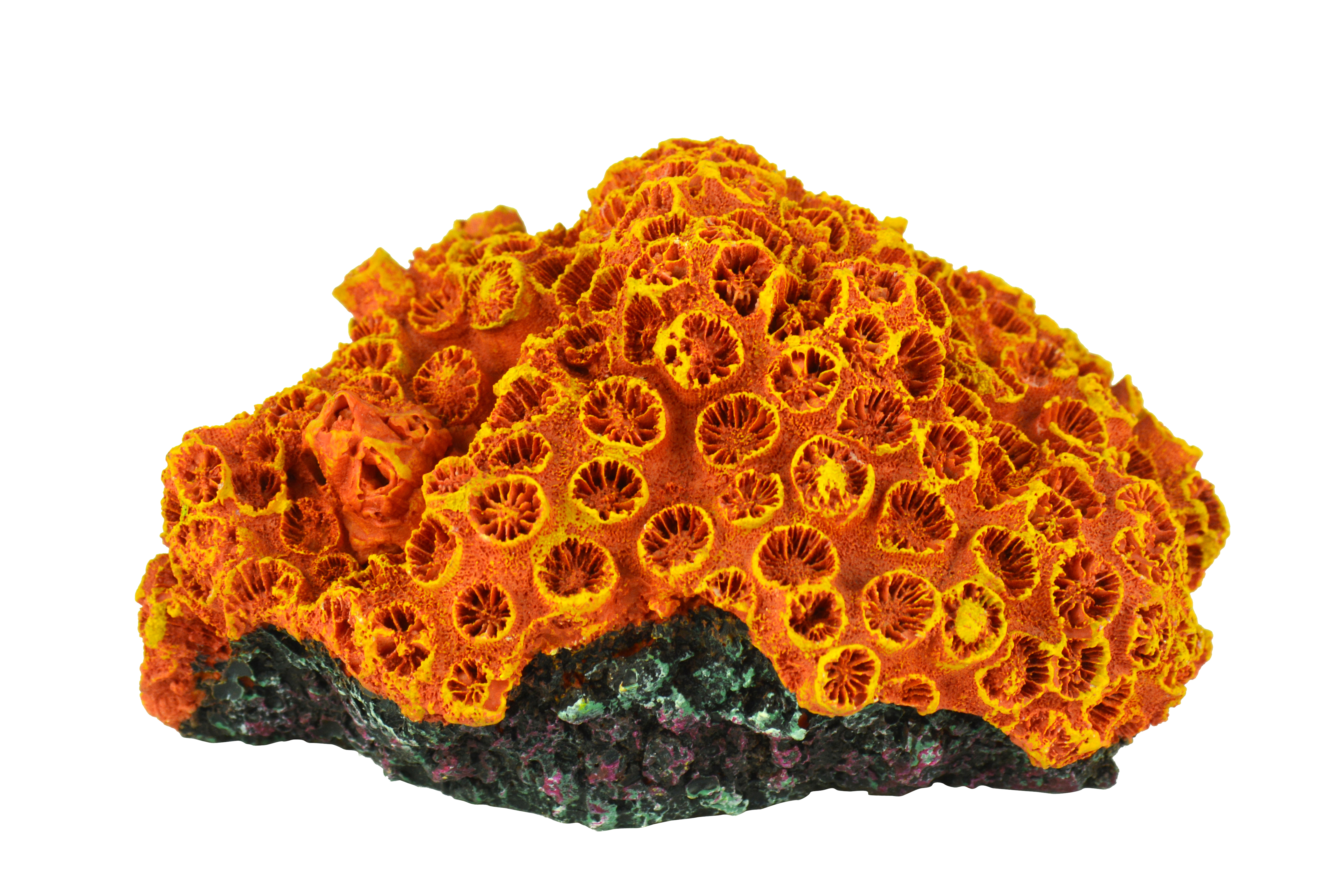 レプリカサンゴ Replica coral ｜ ZEST